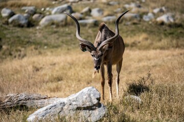 A Greater Kudu in Palm Springs, California