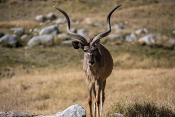 A Greater Kudu in Palm Springs, California