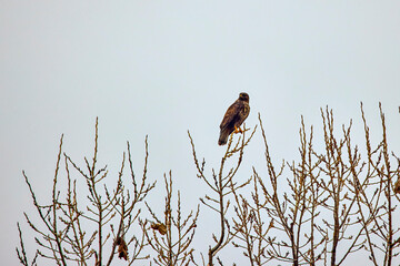 Common buzzard bird (Buteo buteo) perched on a tree