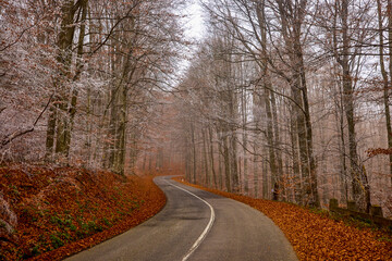 Road through a foggy forest in autumn, in November.