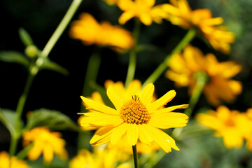 there are many yellow heliopsis flowers in the garden. side view