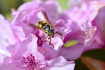 SunbathinWasp on a pink azalea