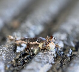 Ants cleaning up the dead caterpillar