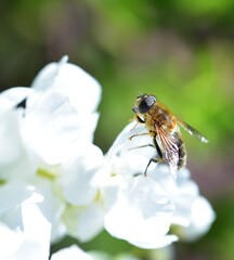 Sunbathing Dronefly