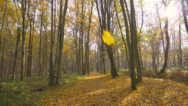 foret d'automne