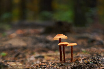 small mushrooms in the autumn forest, selective focus.