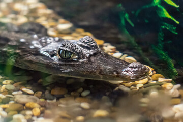 The head of a Caiman crocodile poked out of the water waiting for its victim