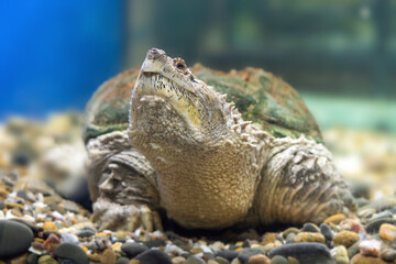 A snapping turtle Chelydra serpentina with large claws on the gravel in the water