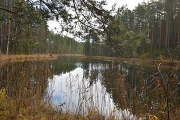 A forest in Savonlinna Finland