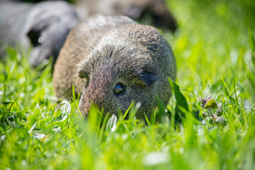 Obraz premium Meerschweinchen im Garten
