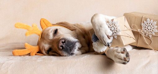 The dog lies with Christmas gifts on the bed. Banner