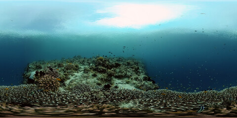 Underwater Colorful Tropical Fishes. wonderful and beautiful underwater colorful fishes and corals in the tropical reef. Philippines. 360 panorama VR