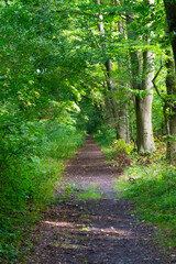 Waldweg im Sommer