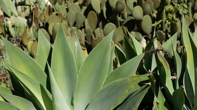 Agave leaves, succulent gardening in California, USA. Home garden design, yucca, century plant or aloe. Natural botanical ornamental mexican houseplants, desert arid climate decorative floriculture.