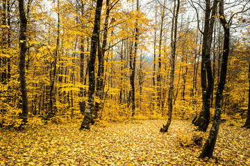 Obraz premium autumn in the forest