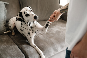 Dalmatian dog on couch giving paw - obrazy, fototapety, plakaty