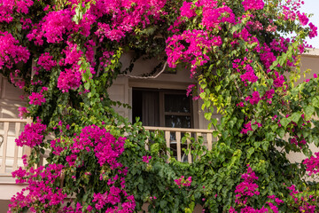 Red bougainvillea climbing on the wall of  house in Rethymnon, Crete, Greece