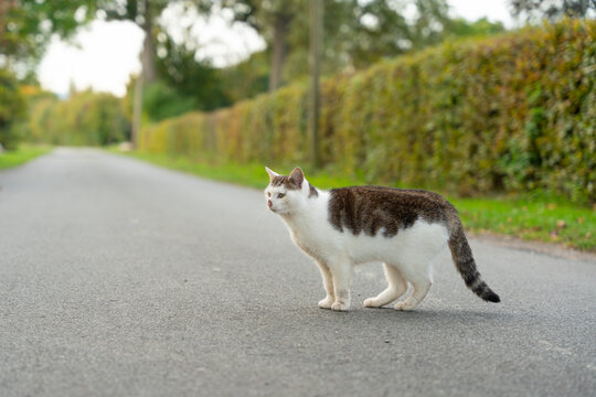 Katze auf der Stra&szlig;e