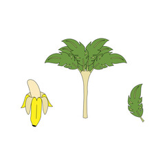 Vector illustration, banan, fruit, appetite, drawing on a white background. Sketch, stiker. © Lilia