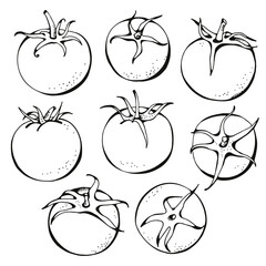 Tomato set hand drawn isolated on white background, vector illustration