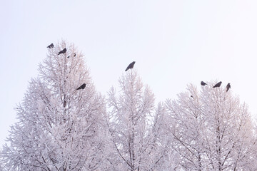 Crows sit on branches of trees covered with frost on a cold winter day. Climate, weather.