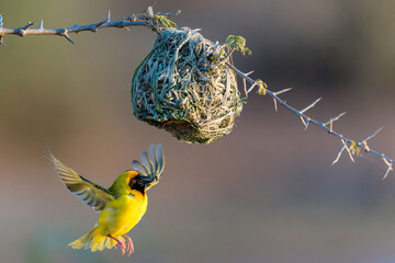 Southern masked weaver (Ploceus velatus), or African masked weaver,  trying to lure a female to his nest at Sunset Dam in Kruger National Park in South Africa - obrazy, fototapety, plakaty