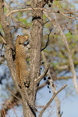 Fototapeta na wymiar Leopard cub in the tree hiding for a hyena in Sabi Sands Game Reserve in the greater Kruger region in South Africa 