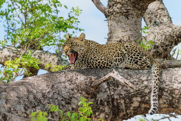 Leopard cub in the tree hiding for a hyena in Sabi Sands Game Reserve in the greater Kruger region in South Africa                        