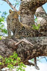 Leopard cub in the tree hiding for a hyena in Sabi Sands Game Reserve in the greater Kruger region in South Africa                        