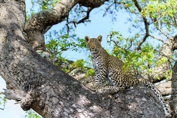 Leopard cub in the tree hiding for a hyena in Sabi Sands Game Reserve in the greater Kruger region in South Africa                        
