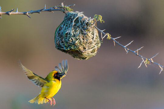 Masked Weaver" Images – Browse Stock Photos, Vectors, and Video | Adobe Stock