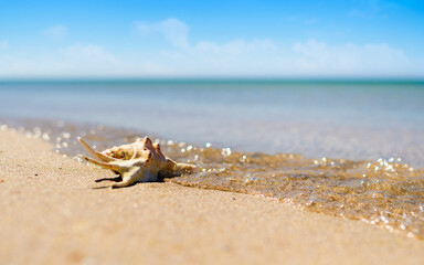 Beautiful shell in the sea wave. Summer sea landscape. Selective focus on seashell, narrow focus.