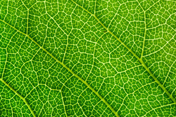extreme macro detail of a textured green leaves. green background close-up organic texture leaf