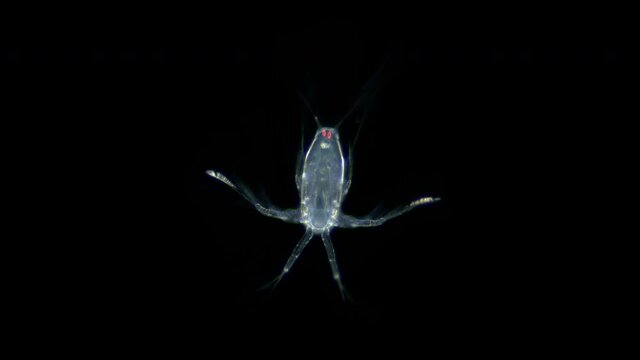 larva Nauplius Crustacea under microscope, Copepoda Subclass. Perhaps metanauplios, after a couple of molts there will be a young crustacean. Indian Ocean