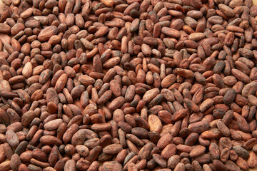 Heap of dried organic cocoa beans
