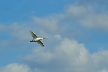 Adult mute swan in flight on a background of blue sky.