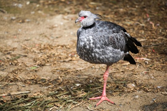 Southern screamer or also called crested screamer