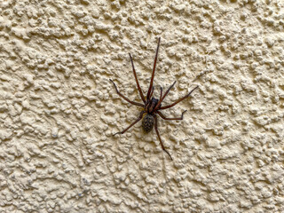 Big spider on a house wall