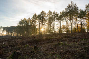 Borkenkäfer zerstört Wald