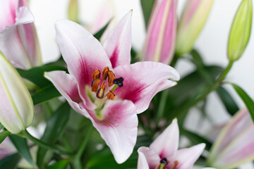 Pink lilies on a white background. Tea drinking. Flowers for the background.