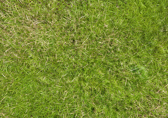 Grass. Top view. Render 3d	