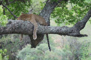 An african leopard - Panthera pardus pardus - sleeping peacefully on a tree branch.  Location: Kruger National Park. South Africa.