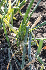 Frozen green leaves of sprouted onion on a frosty day.