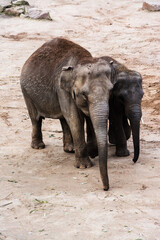 Elefanten Mamma und ihr Junges von vorne