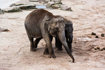 Elefanten Mamma un ihr Junges