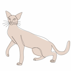 cat sketch drawing, vector, isolated