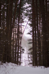 Fototapeta premium forest in winter