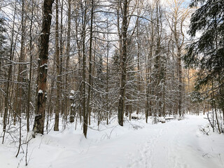 Footpath in snowdrift among snow covered trees in winter forest