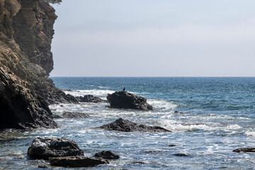 cormorant on a rock in a cove on the costa brava in northern spain