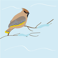 Winter bird waxwing on a branch with snow